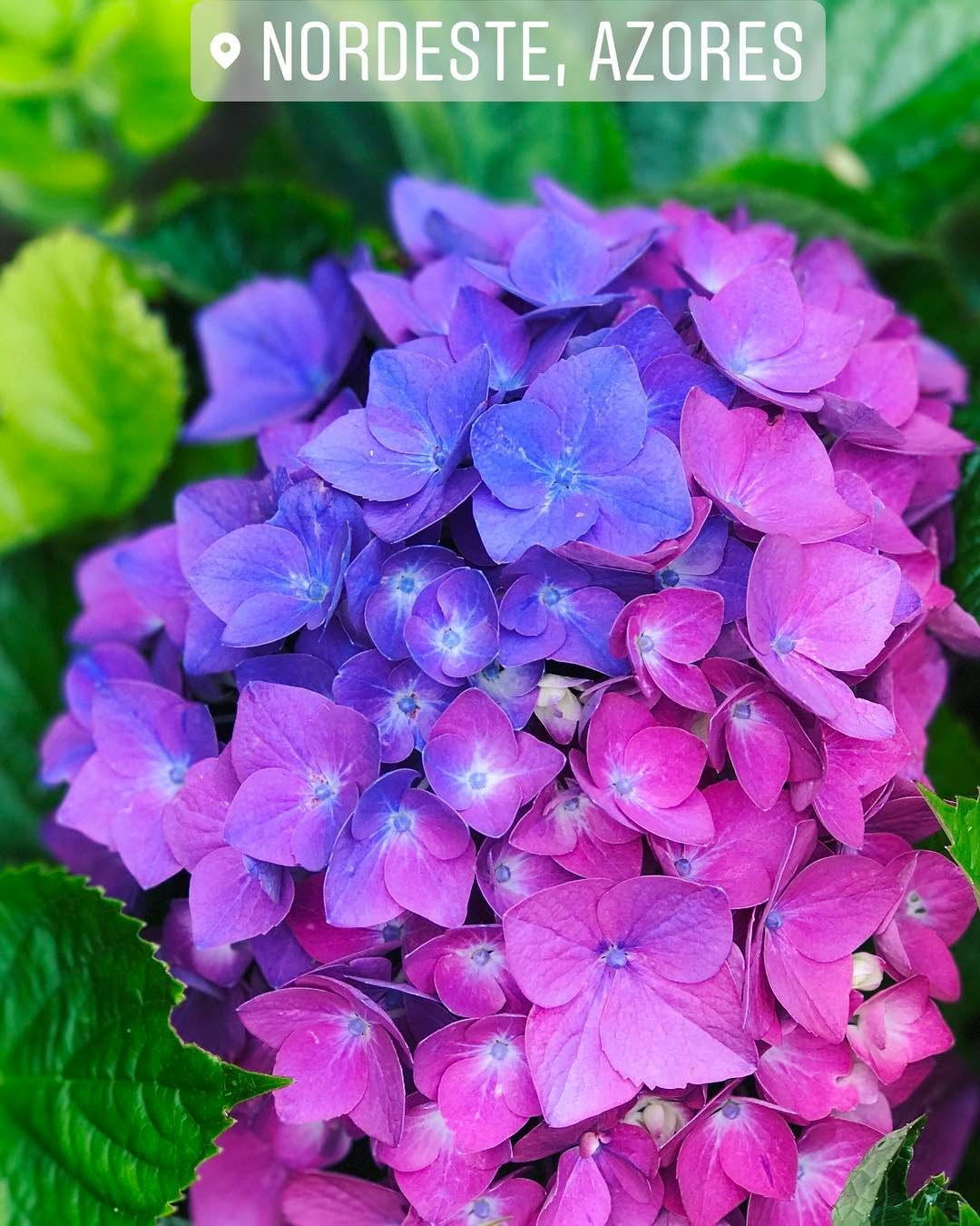 Azorean hydrangea